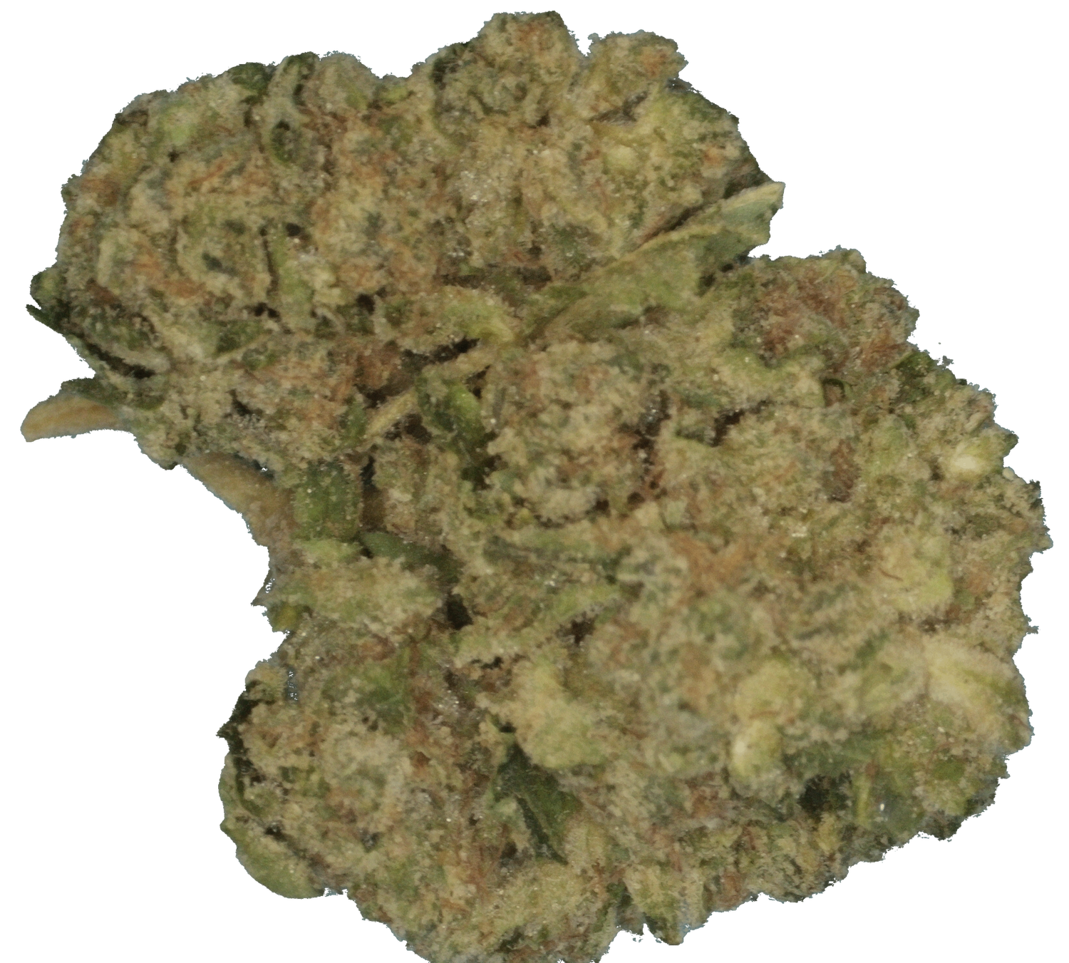 Jungle Cake - Preroll