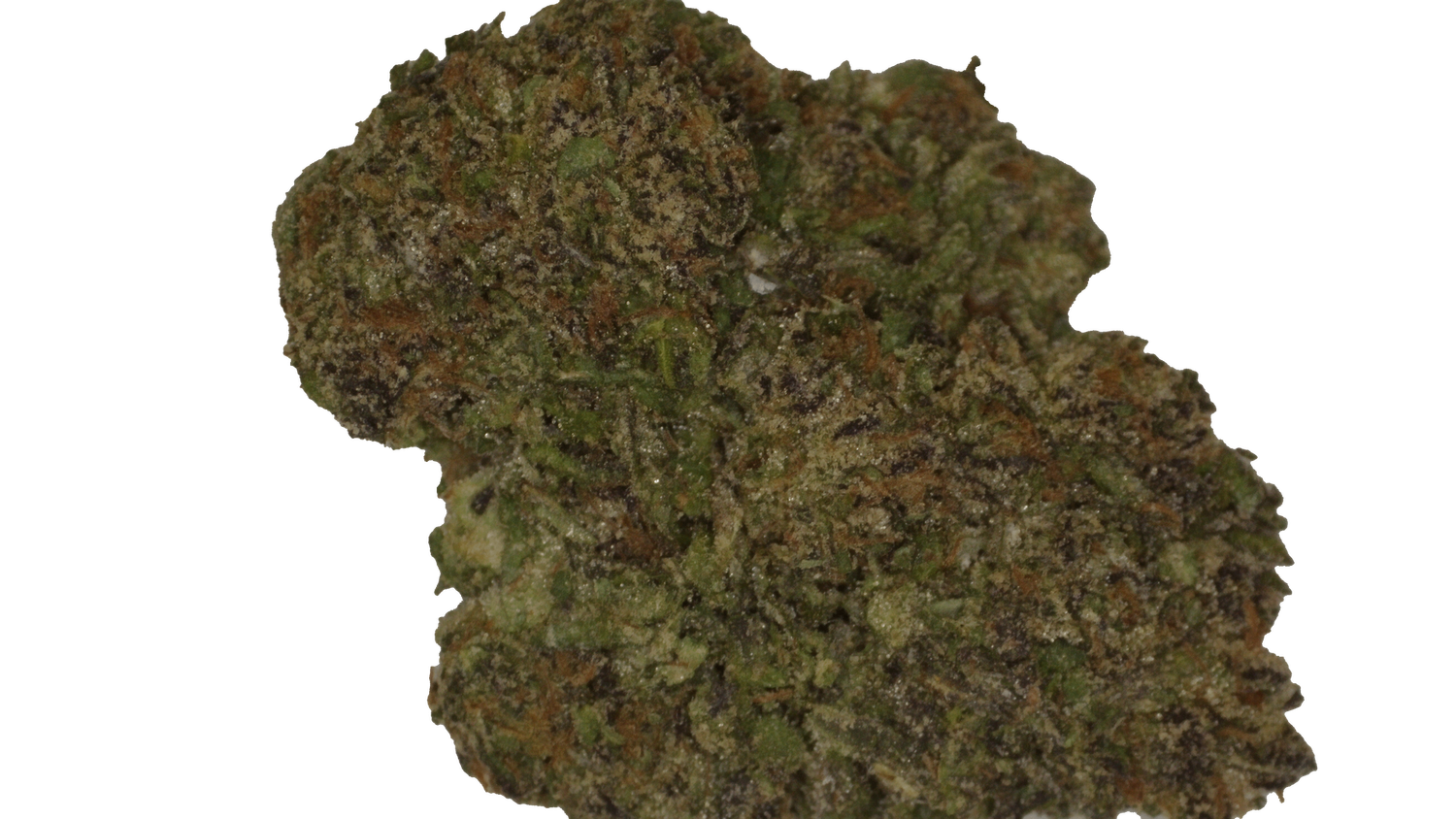 Gaslato - $15 3.5