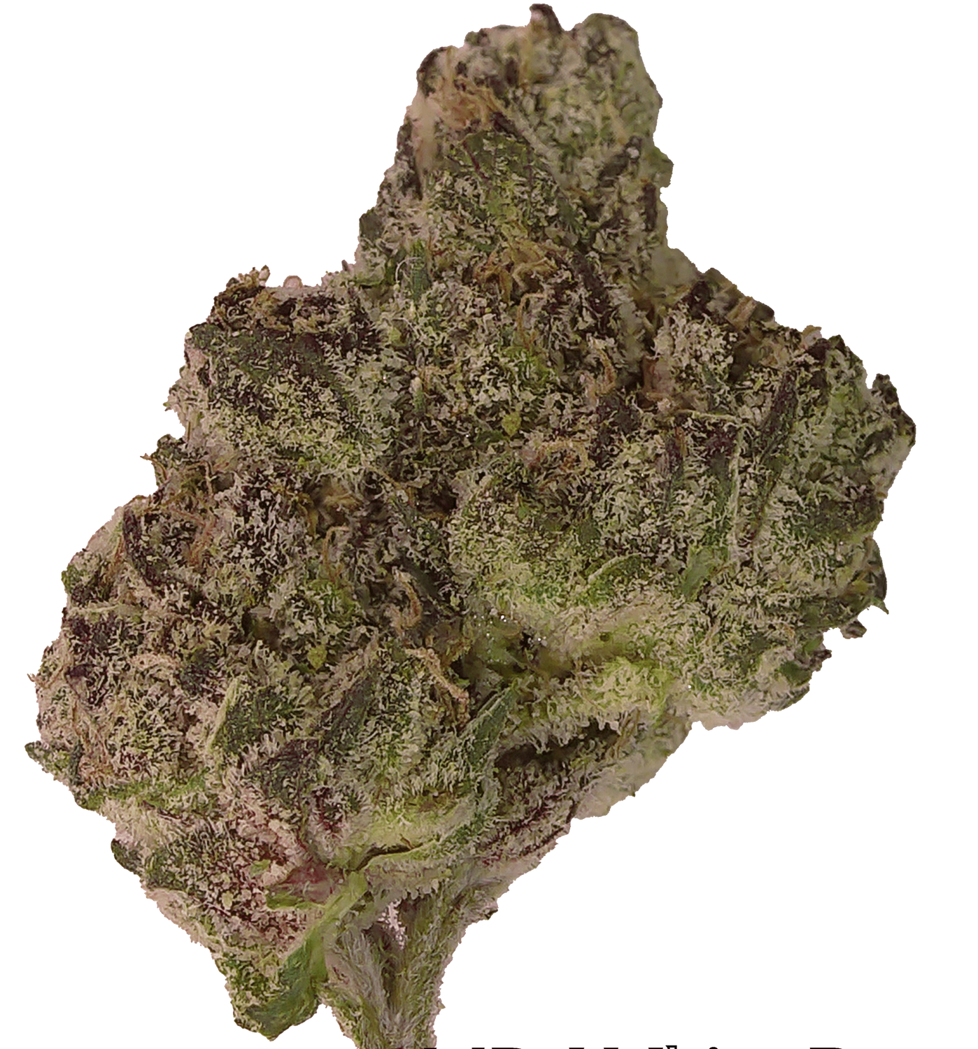 MD - WHITE ROSE - LL SPECIAL $35 OTD