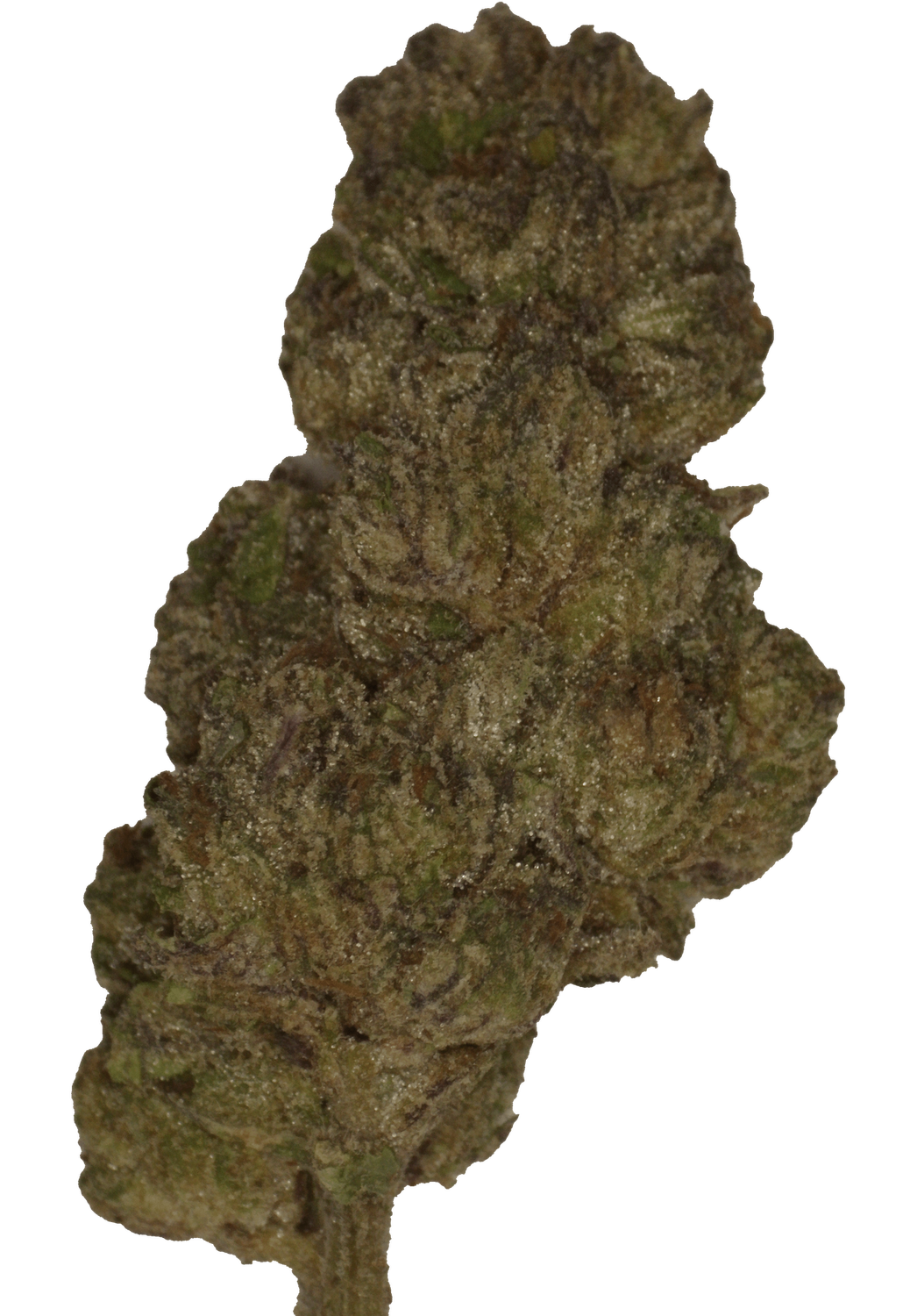 Sherbert