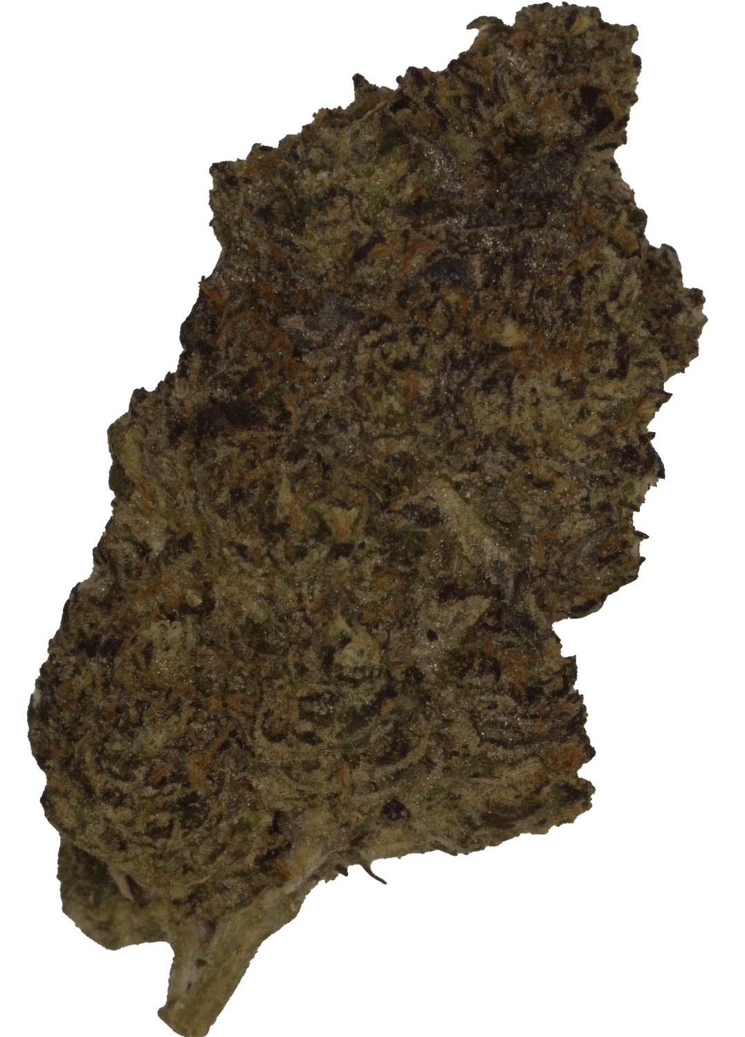 Gelato 41