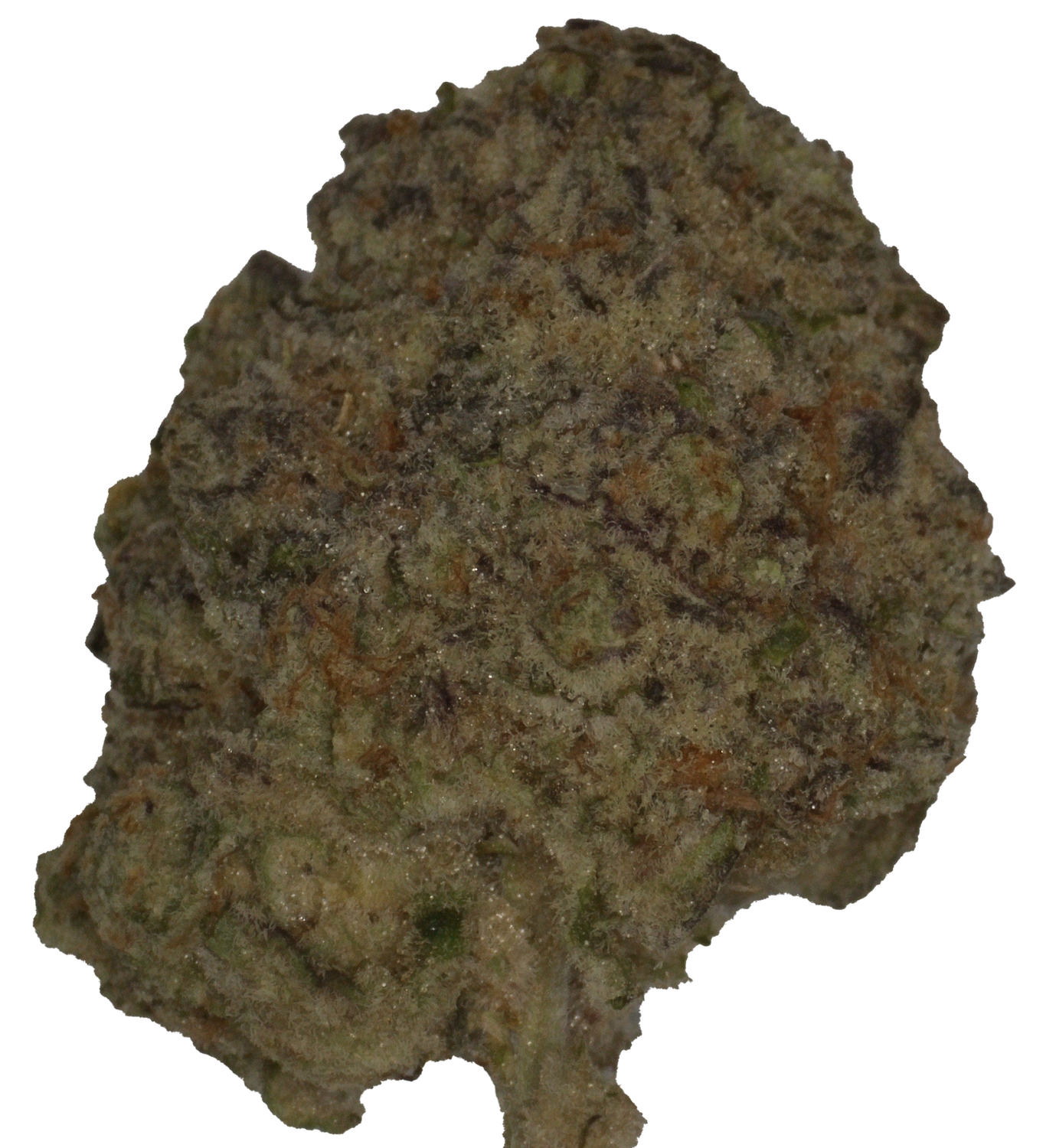 Casey Jones