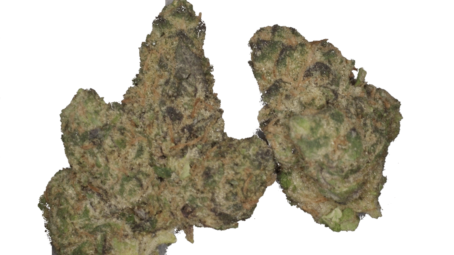 Sugar Shack $25 3.5G