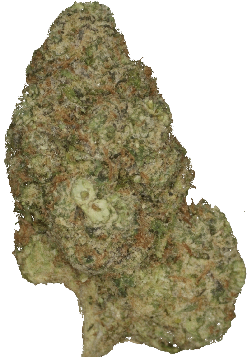Bubblegum