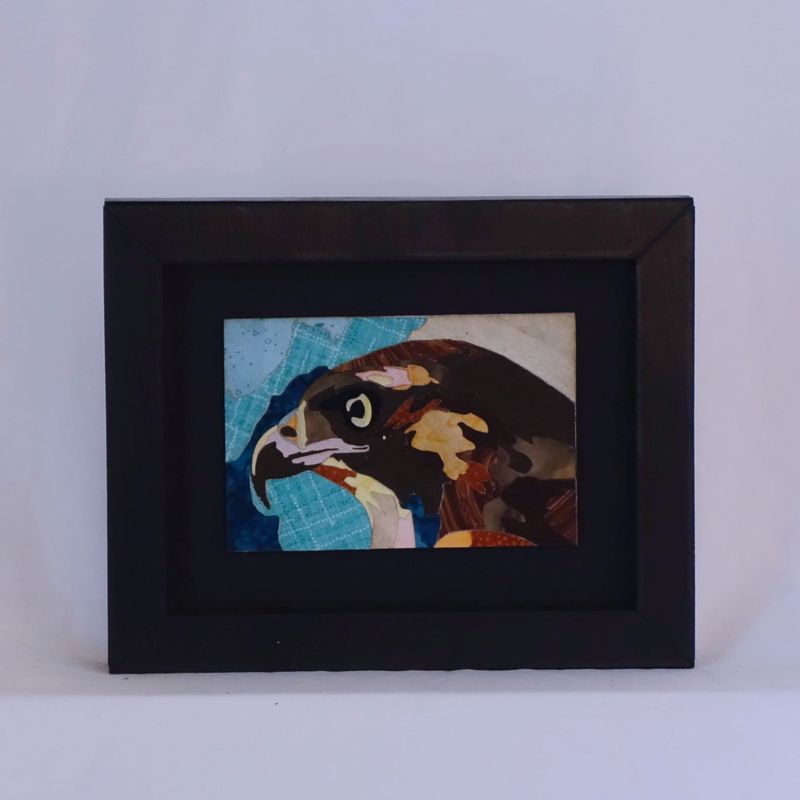 Hawk Portrait