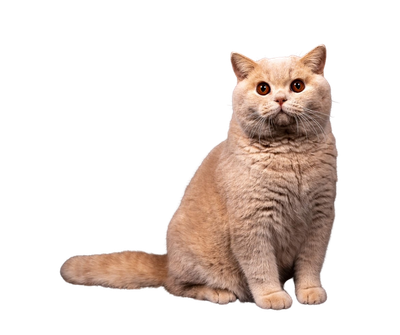 Klontvormend kattengrit