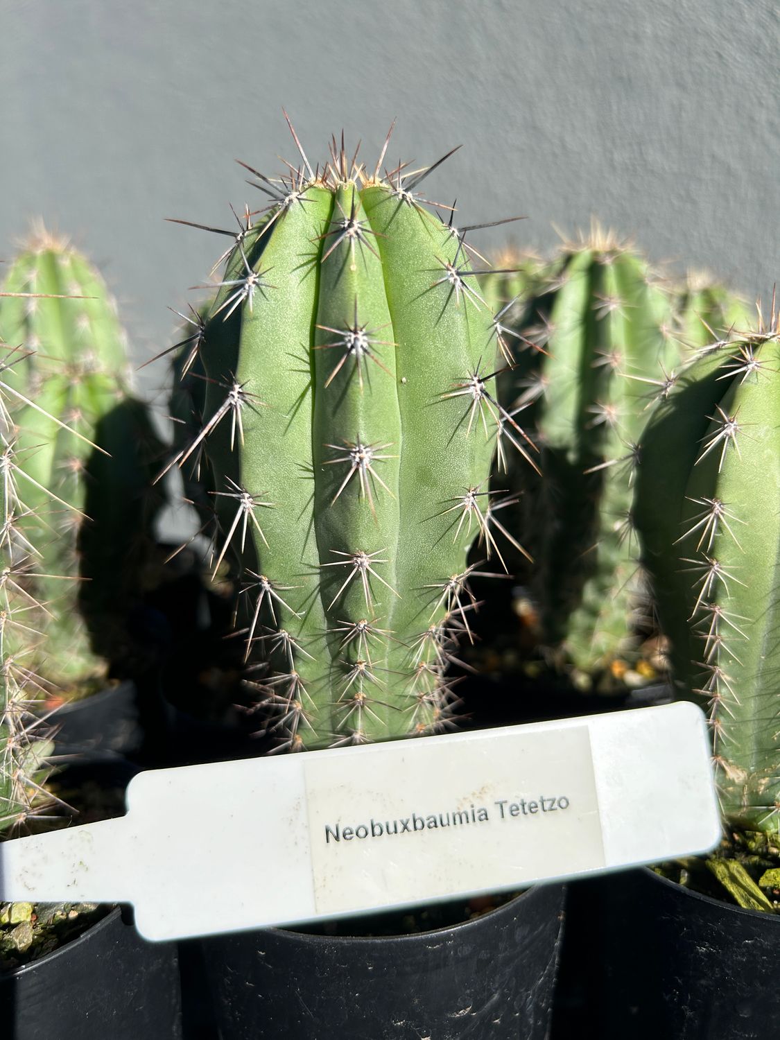 Neobuxbaumia Tetezo