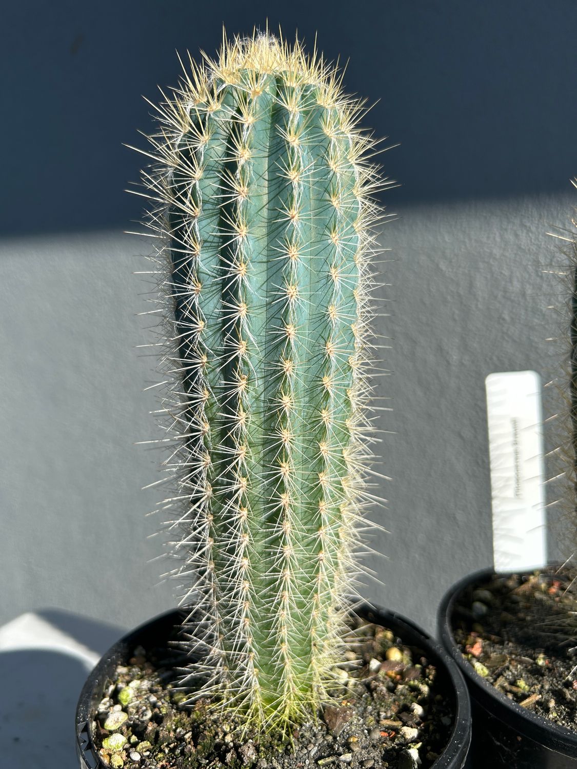 Pilosocereus braunii (Large Size)