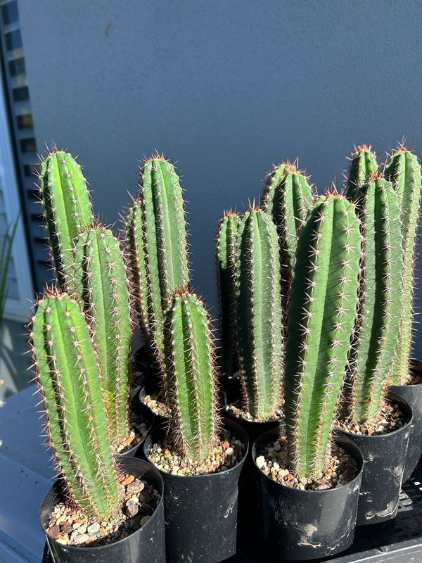 T. Peruvians ‘MG Red Spine’ x T.sp J1