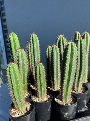 T. Peruvians ‘MG Red Spine’ x T.sp J1