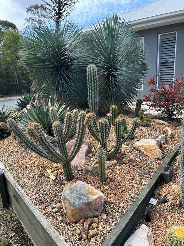 Pilosocereus Gounellei