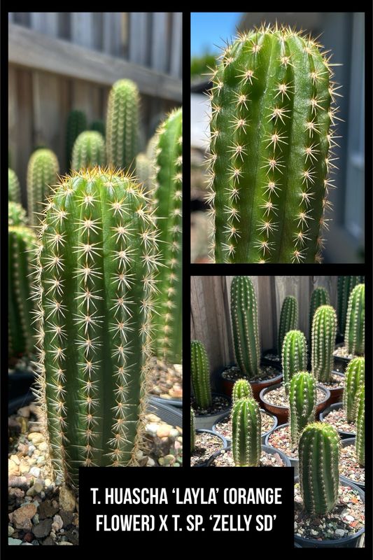 T. huascha ‘Layla’ (Orange flower) X T. sp. ‘Zelly SD’