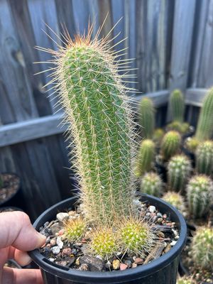 T Vateri Hybrid. Flowering Cactus.