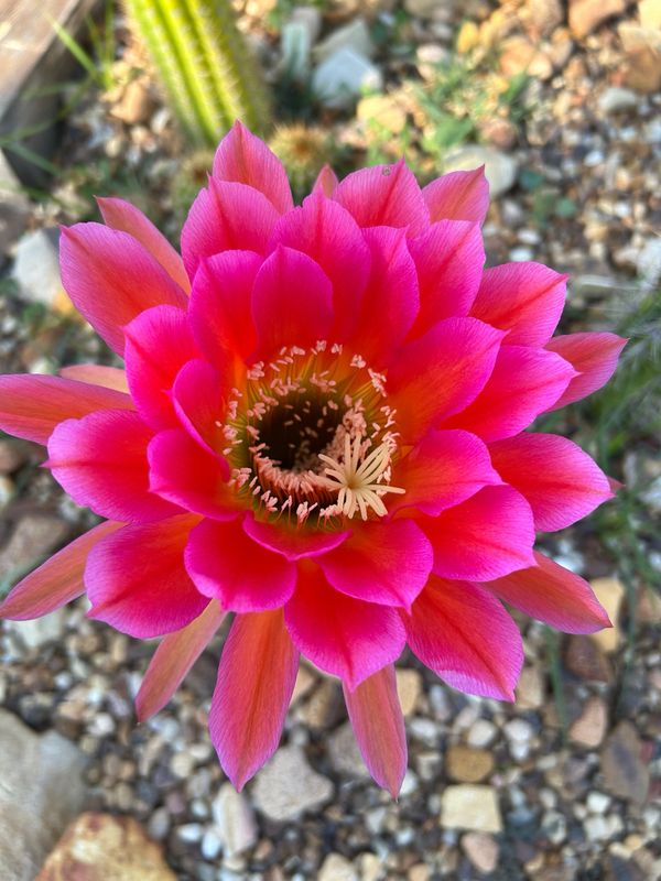 T Huascha “Marmalade” x T Sp “Schick pink” Flowering Cactus