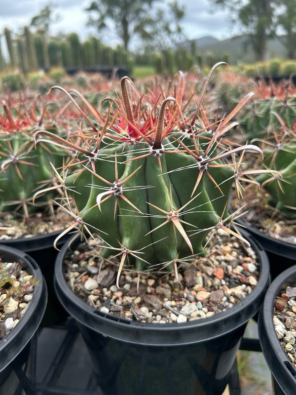 Ferocactus Herrerae