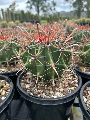 Ferocactus Herrerae