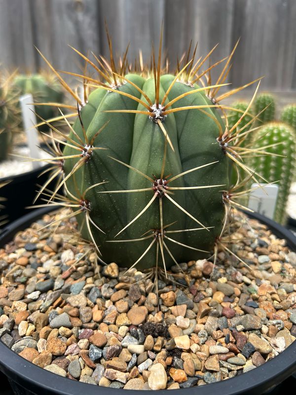 T. Terschekii "John" x T. Terschekii "Santa Fe"