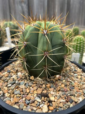 T. Terschekii "John" x T. Terschekii "Santa Fe"