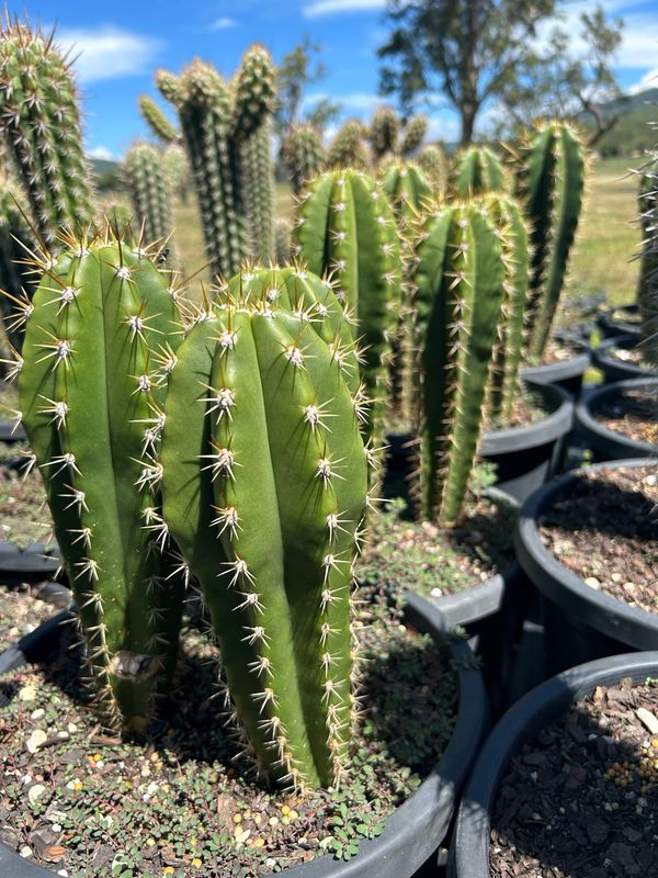 Helon X Dawsons Pasacana