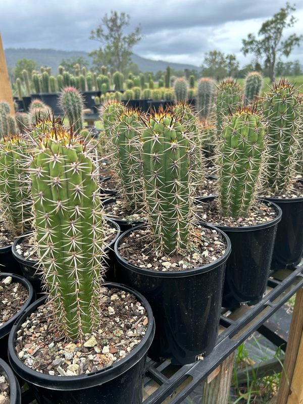 T Chilensis V Longispinos X T Chilensis “Dawsons”