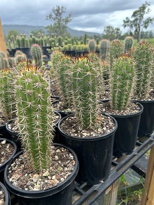 T Chilensis V Longispinos X T Chilensis “Dawsons”