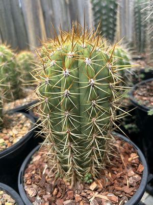 Dawsons Chilo x Dawsons Pasacana Cactus