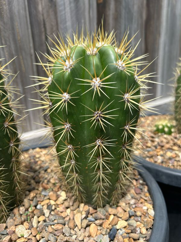 RG-3 Gladiatus OP. Cactus