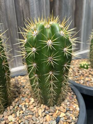 RG-3 Gladiatus OP. Cactus