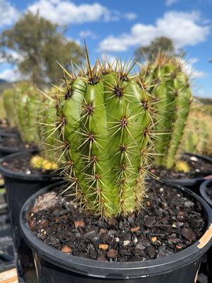 RG-3 Gladiatus OP. Cactus