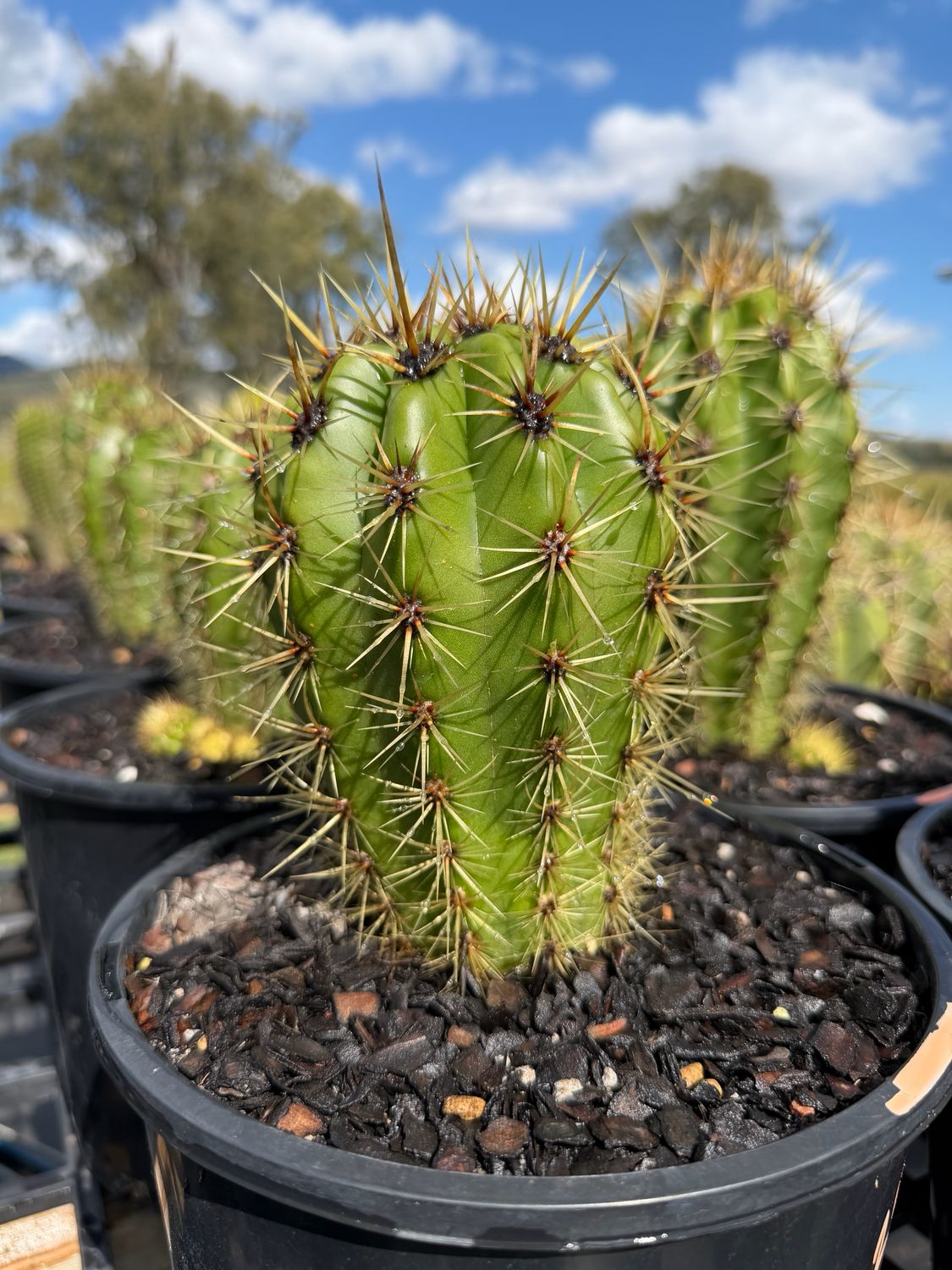 RG-3 Gladiatus OP. Cactus