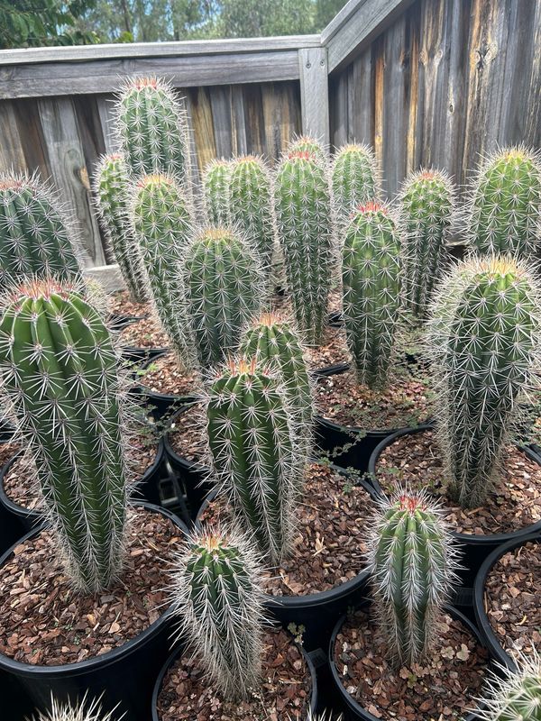 Pachycereus Pringlei