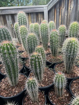 Pachycereus Pringlei