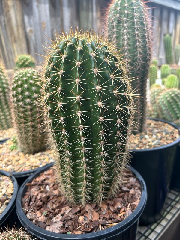 SUT NN4 x Fields Red Soehrensia