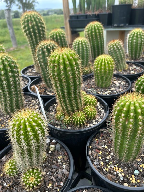 American Beauty x Schick Pink