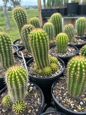 American Beauty x Schick Pink