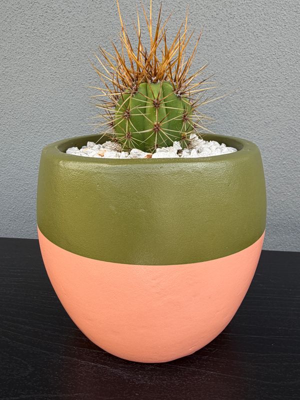 Sienna Collection - Mini 001