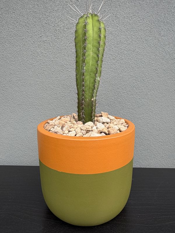 Mojave Collection - Mini 003