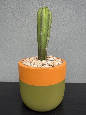 Mojave Collection - Mini 003