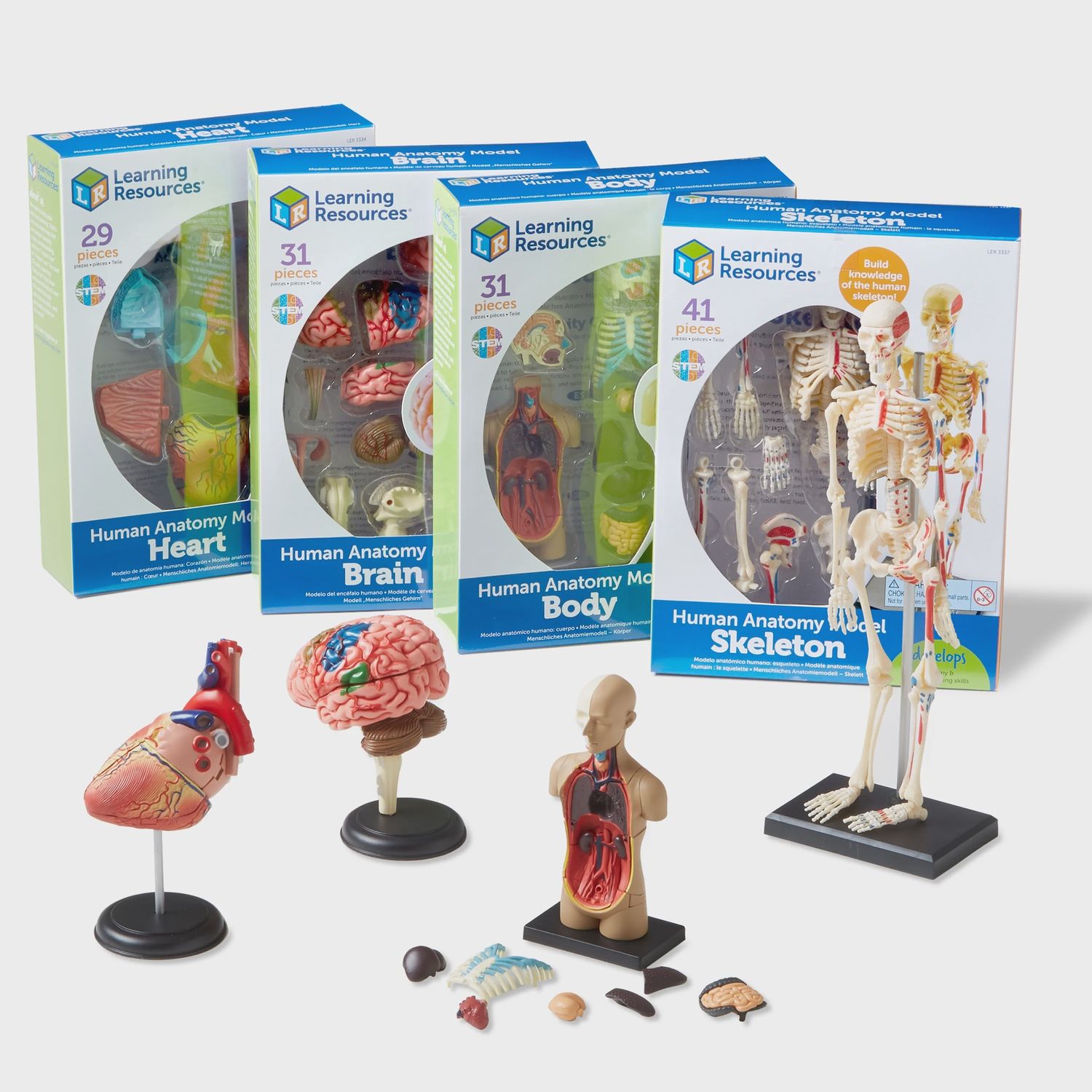 Anatomy Models Bundle Set