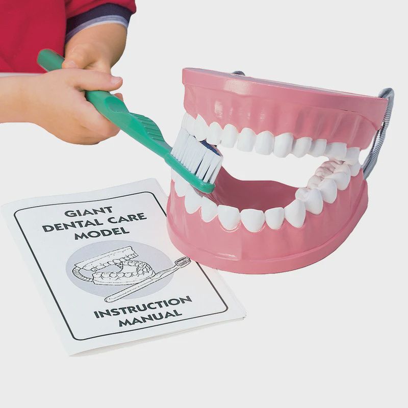 Dental Care Teaching Model with Real-Bristled Toothbrush