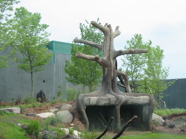 Zoo de Granby - Enclos des gorilles