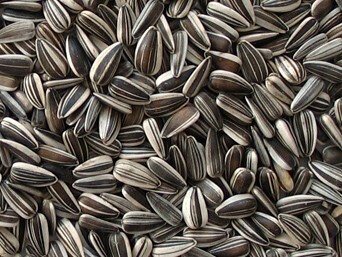 Sunflower, Black Stripe, 50 Lb