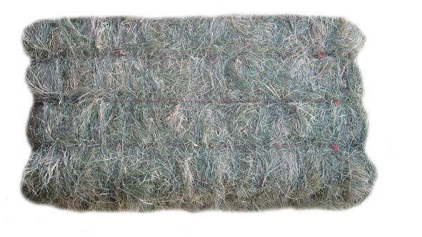 Bermuda Grass