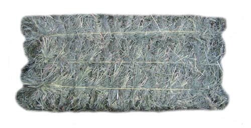 Orchard Grass