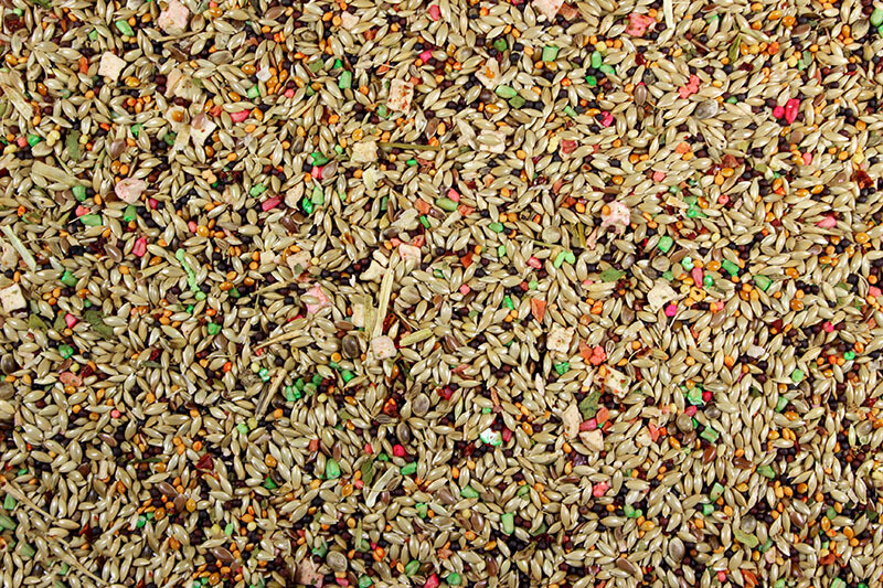 Canary Roller Cuisine 4 Lbs