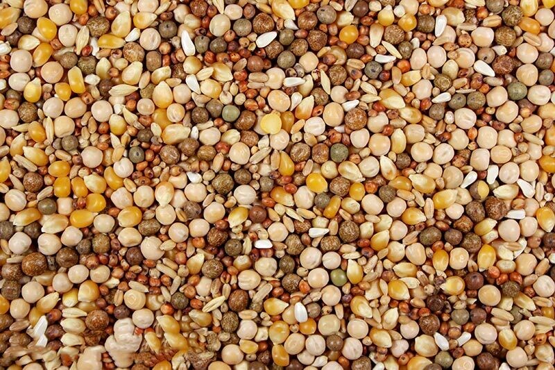 Royal Race Pigeon Feed, 50 Lb.