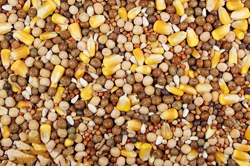 Super Race Pigeon Feed, 50 lb
