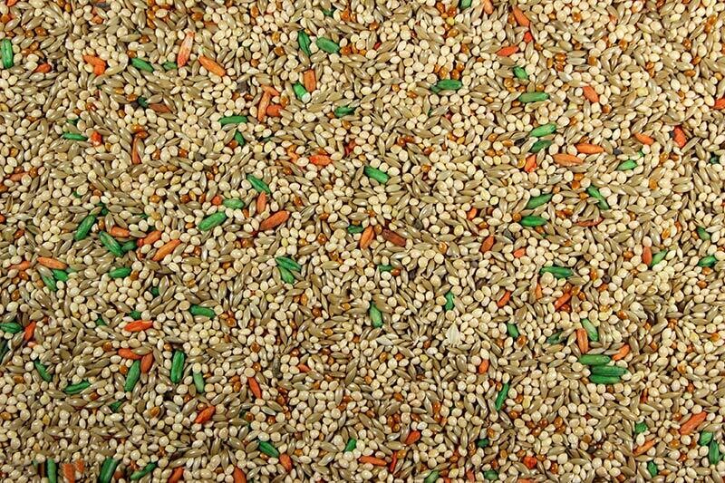 Parakeet Plus, 50 Lb