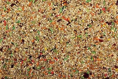 Parakeet Cuisine, 4 lb.