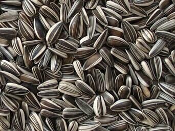 Sunflower Seed, Black Stripe 5 Lb.